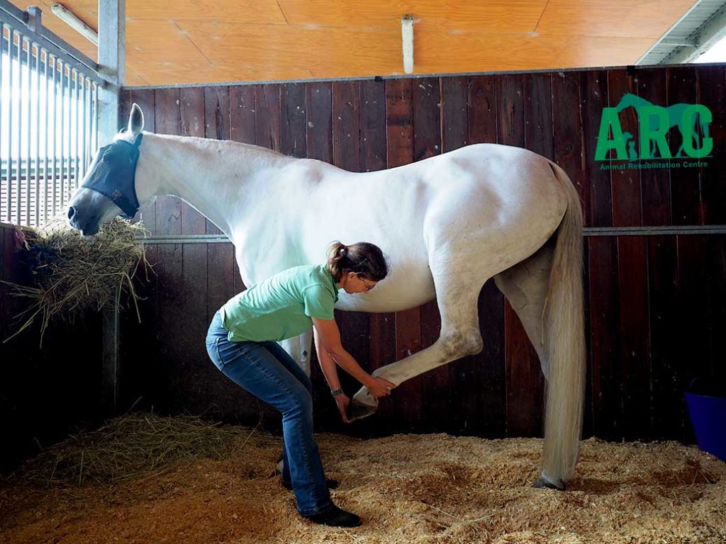 Equine | Animal Physiotherapy And Rehabilitation - ARC